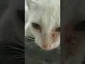 cat#cat#bacteria #nechar #meme #shortvideo