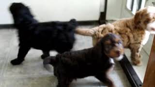 Miniature Goldendoodle Puppies For Sale