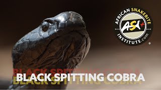 The Deadly Dozen - Black Spitting Cobra Naja Nigricincta Woodi