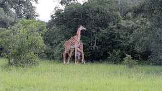 A Young Giraffe Bull Picks A Fight With An Older Bull And Almost Loses Its Leg