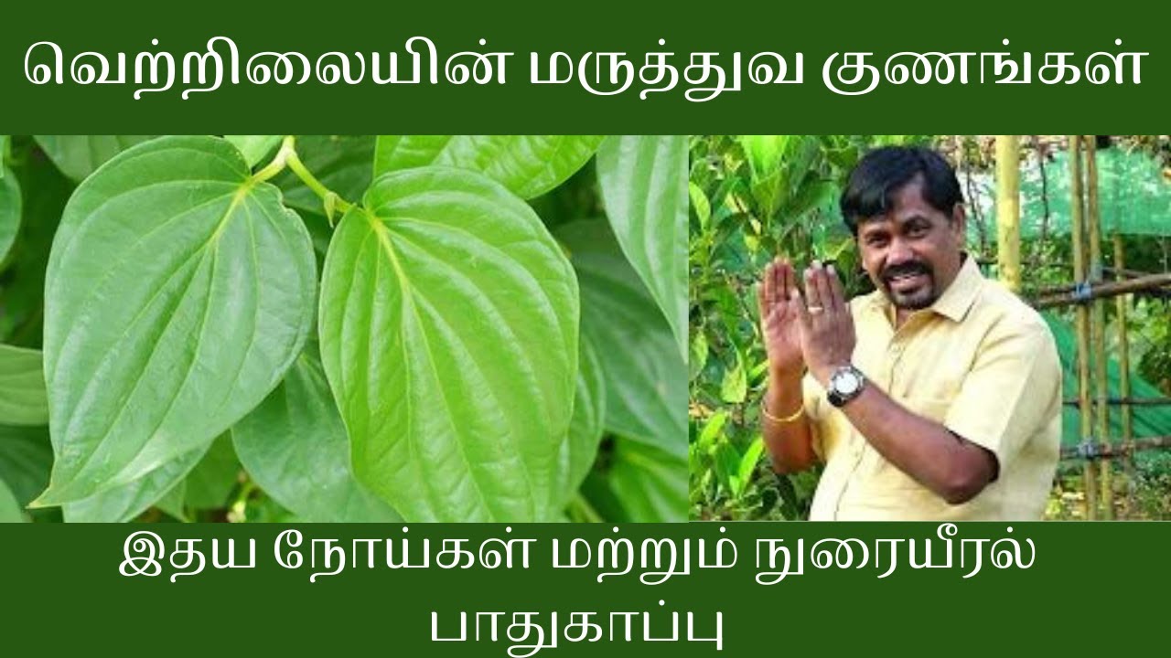 வெற்றிலையின் மருத்துவ குணங்கள் | இதய பலகாரி வெற்றிலை வைத்தியம் | நுரையீரல் பாதுகாப்பு 