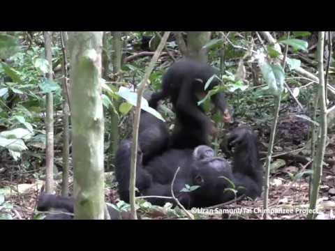 Tai Chimpanzee Project chimpanzees play airplane (with turbulence)