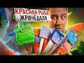 ЖРИЧЁДАЛИ на НГ | КРАСНАЯ РЫБА 🤢🤢🤢 П#$^% как ПЛОХО!