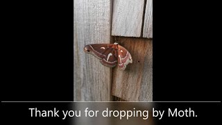 Moth visits front door of home. by BUSY BEE EXPLORING 18 views 2 years ago 48 seconds