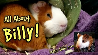 Guinea Pig Profile: Billy the Cuy