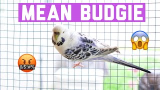 What A Mean Budgie 🤬😱😡 by AllAboutBudgies 12,779 views 4 years ago 4 minutes, 51 seconds