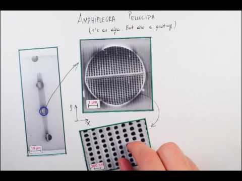 Quantum diffraction of single molecules through a marine alga - "Fast Forward Science 2013"