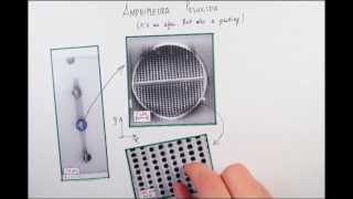 Quantum diffraction of single molecules through a marine alga - "Fast Forward Science 2013"