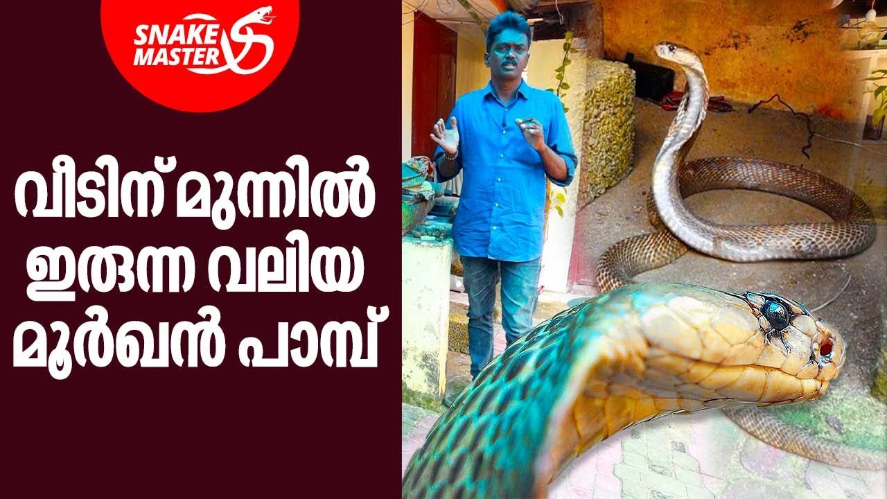 വീടിന് മുന്നിൽ ഇരുന്ന വലിയ മൂർഖൻ പാമ്പ് | Vava Suresh | Snakemaster EP 838