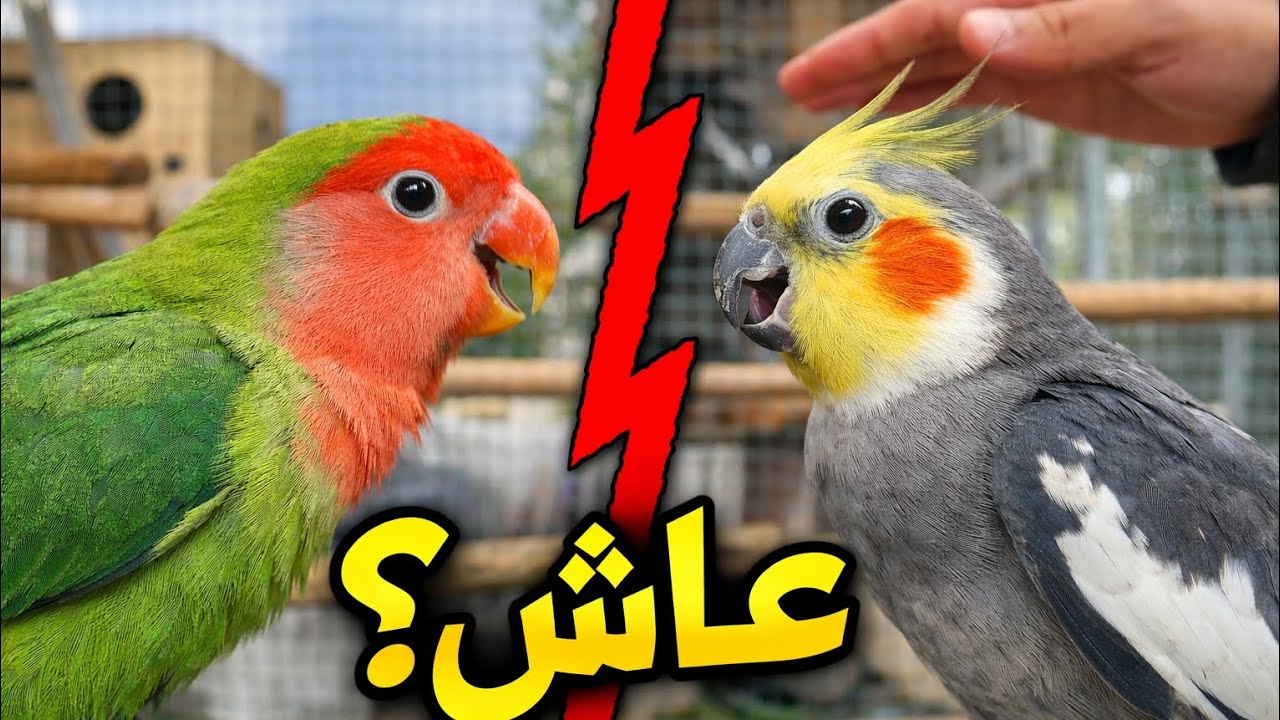 اضطريت نفرّق الطيور… شوفو علاش وصلت لهاد القرار 🔥