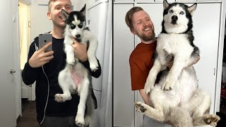Tiny Puppy Before Becoming Our Best Friend! Cutest Husky by North Yuki Husky 53,856 views 11 days ago 5 minutes, 11 seconds