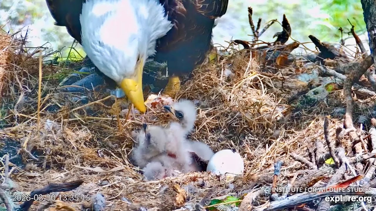 Fraser Point Eagles 🦅 FP2 ~ Zuma Arrives 🐣 to Join Sasha,🐥 Cruz