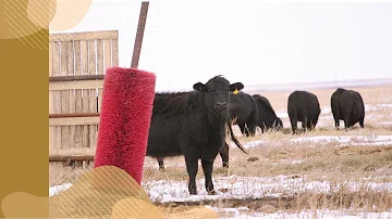 Jak se projevuje porážka tuberkulózy hltanu?