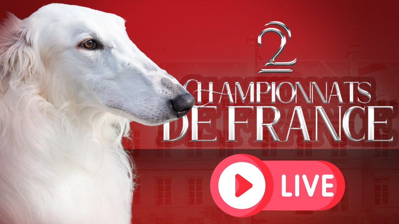 Double Championnat De France Du Chien De Race 2021 Ring D Honneur Du Dimanche Youtube