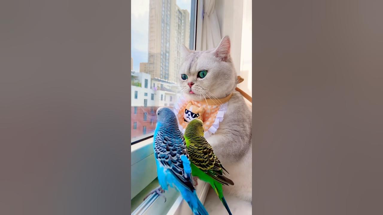 grow up together cat comedy kitten parrottalking cute pets YouTube