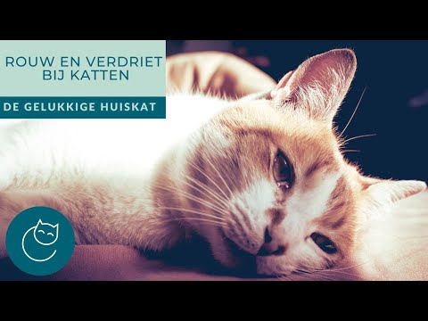 Video: Waarom mijn katten buitenshuis leven, maar de jouwe zou moeten blijven