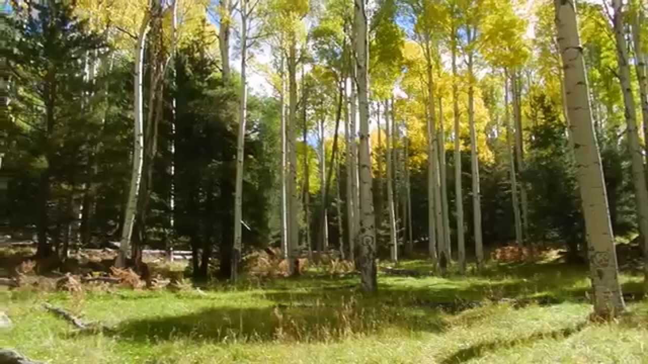 Copy of Aspen CornerSnowbowl Road YouTube