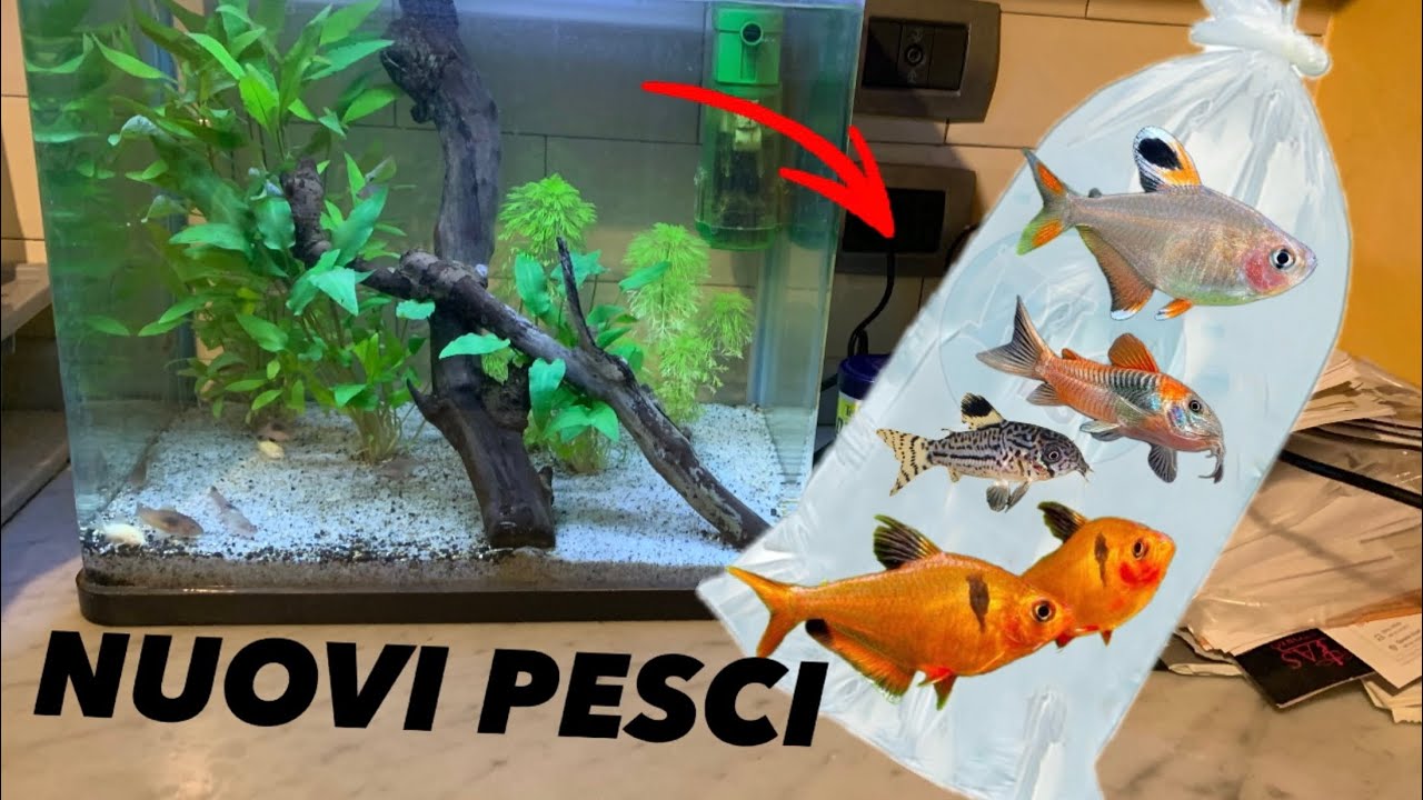 compro NUOVI PESCI per il mio ACQUARIO !!! - YouTube