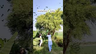 Amazing Parrot hunting #villagelife #farming #hunting #automobile #birdhunting #huntingbirds #coonhu