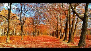 autumn forest wallpaper - sun rays wallpaper screenshot 3