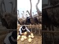 Ostrich eggs 🥚 is the largest egg of any living bird