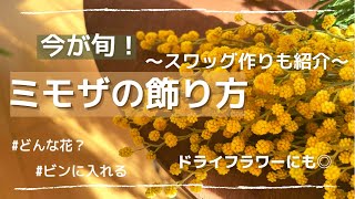 【ミモザを飾ろう】ミモザってどんな花？飾り方、スワッグの作り方まで紹介します◎/ドライフラワー/元花屋の花の飾り方/mimoza