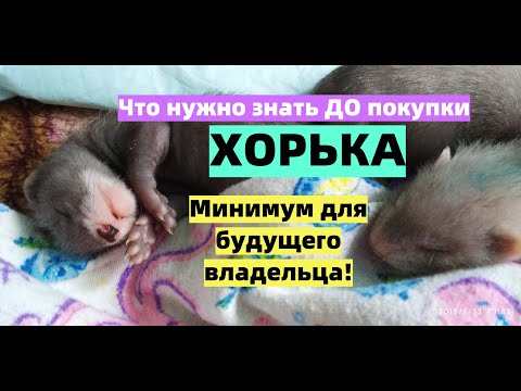 Что нужно знать ДО покупки хорька/ Советы будущим владельцам хорьков