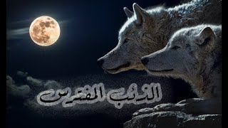 حيوان الذئب المفترس| علاقته بالحضارات القديمة | الحيوانات والحياة البرية |وثائقيات عالمية