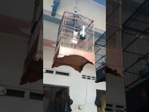 Burung Jagal papua gacor 7menit full isian 