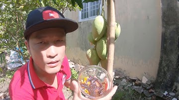 Người Xem Phải Ứa Nước Miếng Khi Xem  Video Này - Xoài Chua Chấm Mắm Ruốc