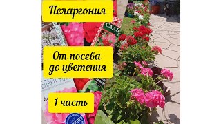Пеларгония. От посева до цветения. 1 часть🌺🌺🌺 #садвцветах #пеларгония #цветы