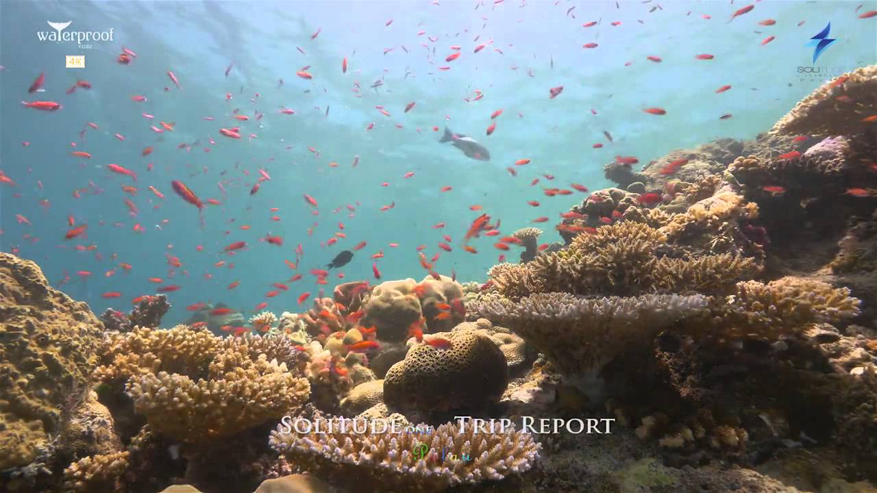 Solitude One Palau Trip Report HD