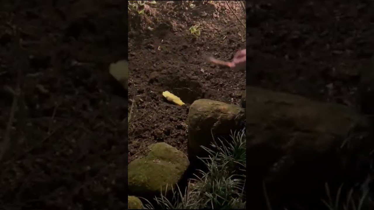 Manga Cortada do ZERO (prato tradicional do sudeste asiático)