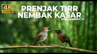   Prenjak Betina Gacor Tarung Vs Tepus Kepala Abu Abu Gacor Kasar Panjang