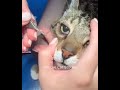 A veterinarian's careful process of removing weeds from a cat #cat #veterinarian #helping #vetlife