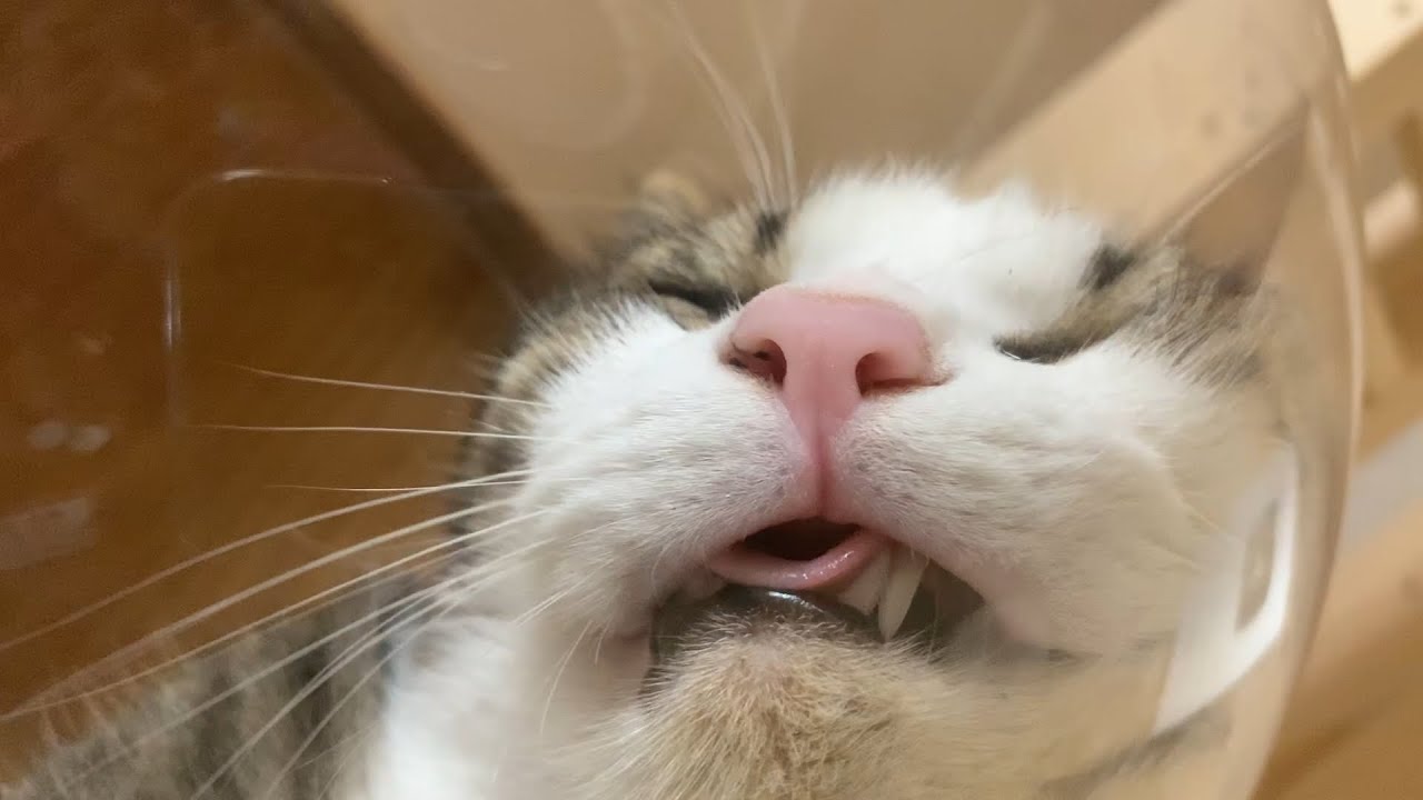 ベロを出して寝る猫 Youtube