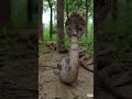 #kingcobra#दुनिया का सबसे खतरनाक सांप किंग कोबरा#