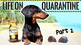 Ep#2: Life on QUARANTINE  PART 2 (Funny Dogs Staying Home!)