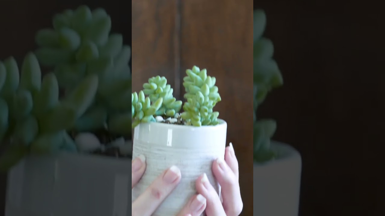 🌿 Eco Tips - Oceanfront Builders - Before You Build That Green Roof Do The | Luxury Home 🏗️