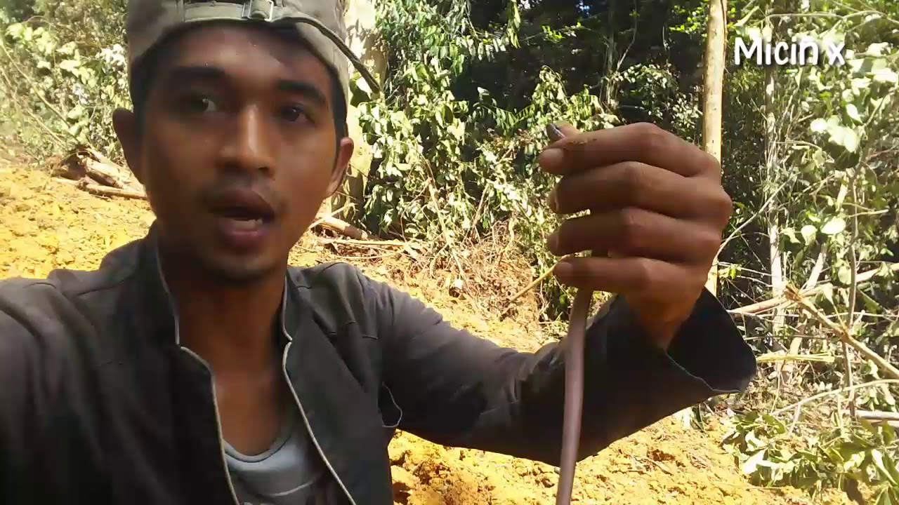 Ular naga😱 