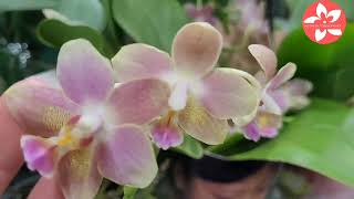 Чудесные орхидеи во Флорэвиль очень большой выбор