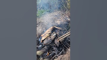 Cá Rô Phi Nướng Trui Ngoài Vườn #short #tiêngiangtv #ẩmthựcmiềntây