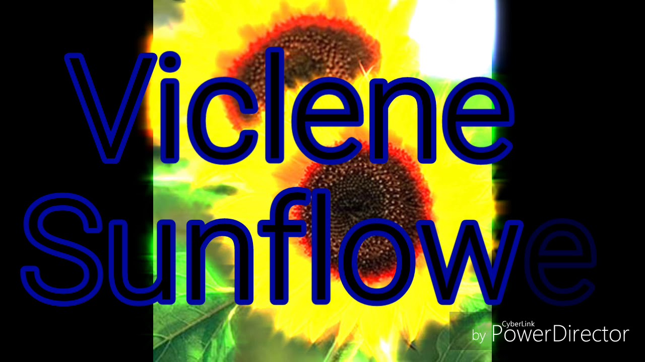Viclene|Sunflower| camera iphone 8 plus apk
