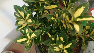 euonymus نبات اينيموس الشمشار المرجان