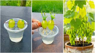 Best Skills how to grow Grape tree from grape fruit in water