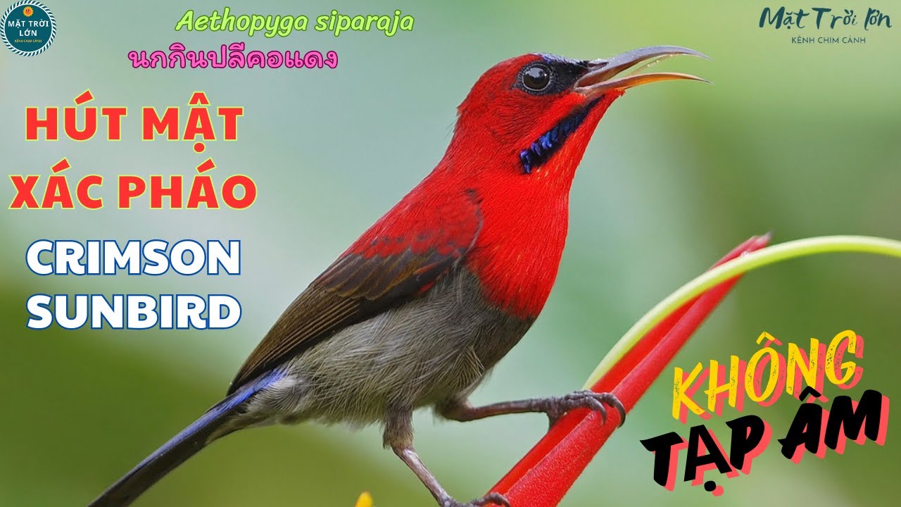 ✅Tiếng chim Hút mật xác pháo chuẩn không tạp âm | Hút mật đỏ | Crimson Sunbird | นกกินปลีคอแดง