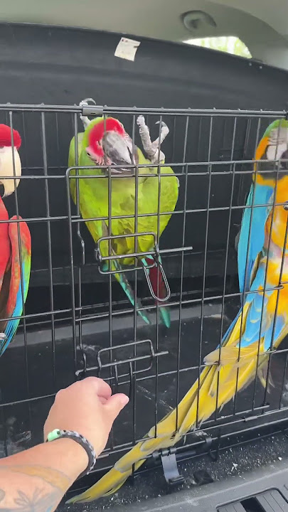 How excited are my macaws for their free flying?! 🦜 #parrots #macaw #bird