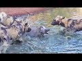 Wild dogs disturb a warthogs bath