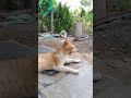 #pets #cat #cute #animals #risetogreatness317 #wildlife #catfamily