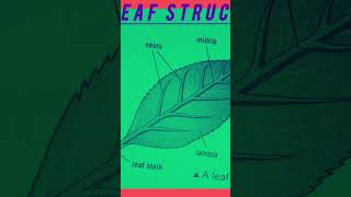 leaf structure #science